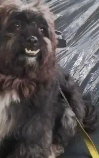 واگذاری شیتزو