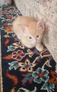 واگذاری بچه گربه DSH