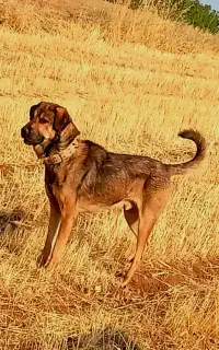 واگذاری سگ پژدر دورگ