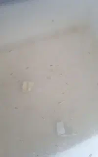 گوپی بچه نژاد بلک رز وتایگر