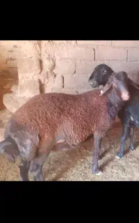 بره نر