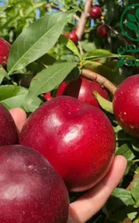 نهال شلیل مغان
