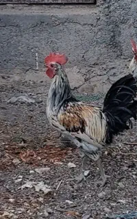خروس لری اصیل