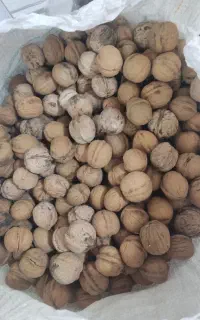 گردو خشک پارسال .تویسرکان
