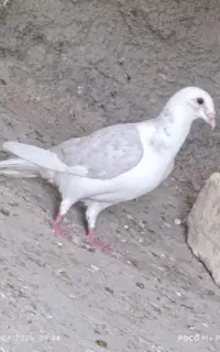 کفتر