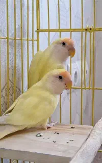 طوطی برزیلی