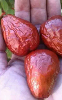 عناب سنجدانار زیتون مرکبات جنوب نهال درخت نهالستان