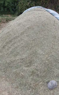 کاه یونجه چن آخر