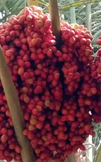 خرمای مضافتی بم