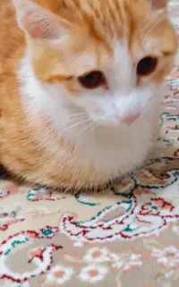گربه گم شده