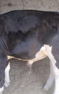 گوساله نرسیمینتال