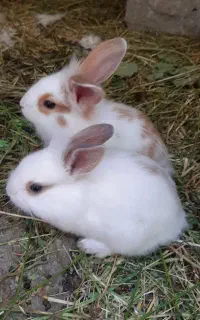 بچه خرگوش