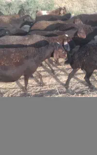 چوپان برای گله