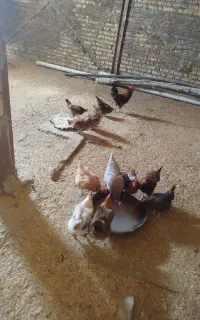 مرغ و خروس