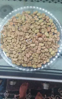 باقلا خشک واسه خوراک دام