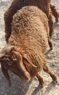 بره