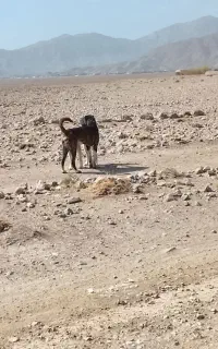 سگ گله گی زمانتی