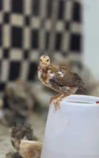 جوجه گلین ۳۰ روزه واکسن خورده و سالم