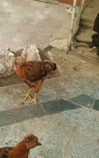 مرغ‌وخروس‌کاکلی