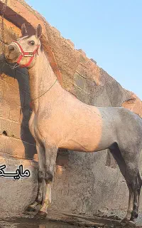 فروش نریان عرب