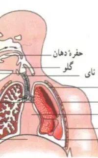 تول.قاروق.زخم نظر.رودل