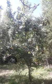 قطعه زمین در جاده بارزیل روبروی cng