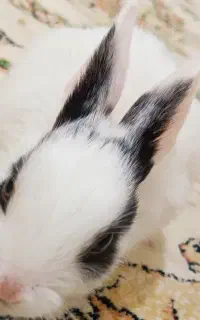 خرگوش