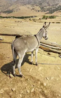 خریا الاغ
