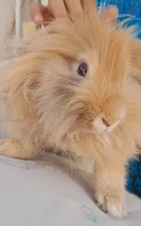 خرگوش