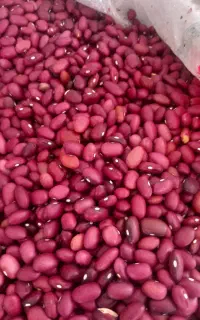 لوبیا کنجدآشی محلی و لوبیا قرمزچیتی  ازنا عدس لپه