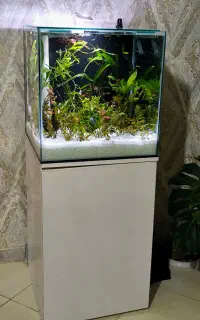 اکواریوم
