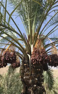 نهال(فسیل) خرمای پیارم