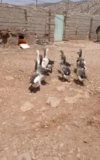 غاز محلی