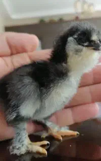 جوجه مرندی و گلین و گلپایگان
