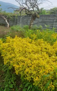شمشاد طلایی و سبز