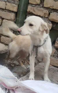 سگ پاپی