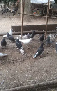 ۱۵تاجوجه بوم ندیده