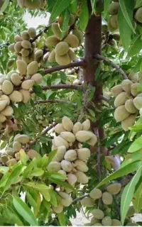 بادام دیرگل