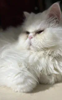 پرشین نر و ماده