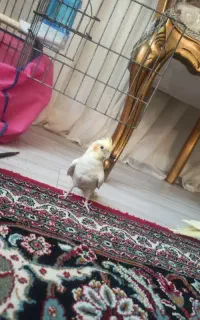 عروس هلندی فرار کرده سعیدیه بالا