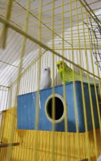 جفت مرغ عشق مولد