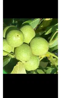 اجاره باغ گردو در محل به صورت نقدی