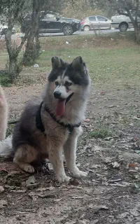 سگ هاسکی