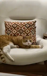 واگذاری گربه خانگی