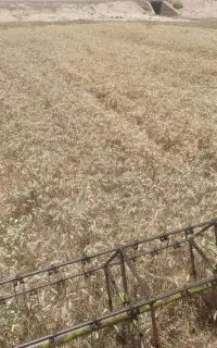 فروش گندم اوج