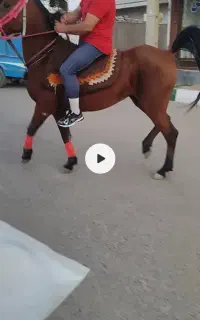 مادیان ۵ ساله ابستن