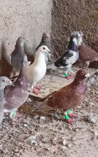کبوتر  همه نر
