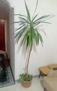 گل طبیعی