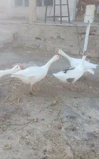 غاز
