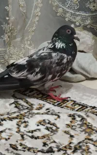 گمشده